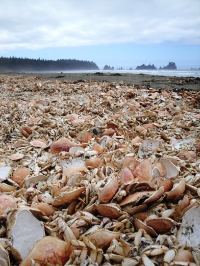Shi Shi Beach, Olympic National Park, WA