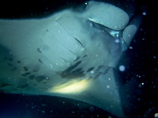 Manta Ray