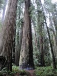 Tall Redwoods