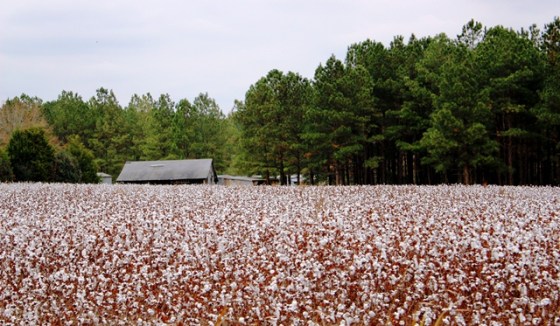 Cotton Field