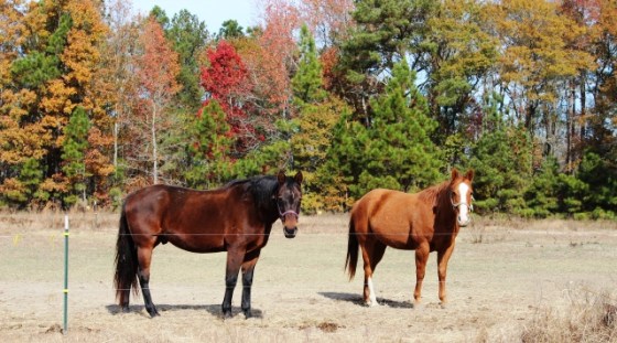 Horses at the farm