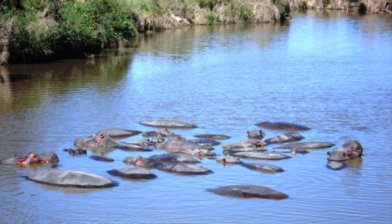 Hippos
