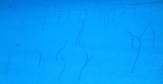 Field of Garden Eels around the Corsair Wreck