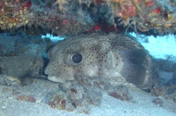 Longspine Porcupinefish under the wing of the Corsair Wreck