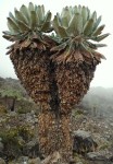 Senecio Kilimanjari
