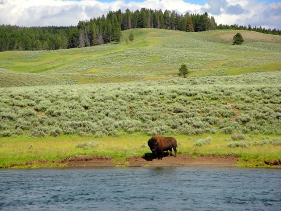 Bison at the river